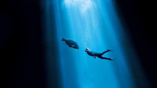 Blueback - Backdrops