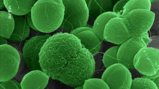 The Nature of Things: The Antibiotic Hunters - Backdrop