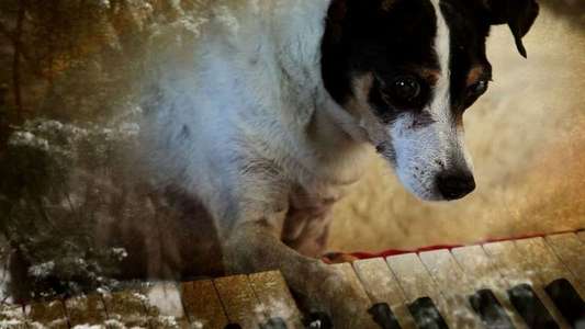 Heart of a Dog - Backdrop
