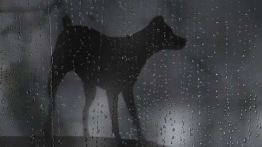 Heart of a Dog - Backdrop