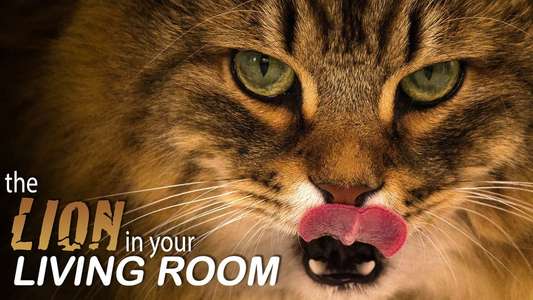 The Lion In Your Living Room - Backdrop
