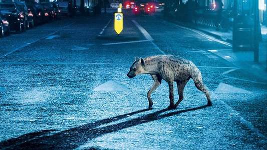 Hyena - Backdrop