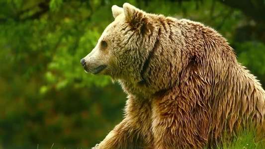 Unedited Footage of a Bear - Backdrop