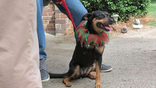 12 Dog Days Till Christmas - Backdrop