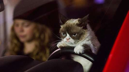 Grumpy Cat's Worst Christmas Ever - Backdrop