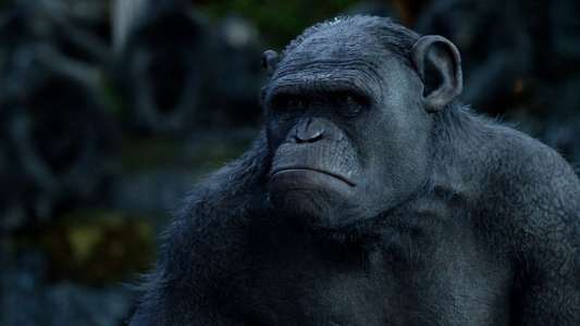 Dawn of the Planet of the Apes - Backdrops