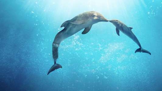 Dolphin Tale 2 - Backdrop