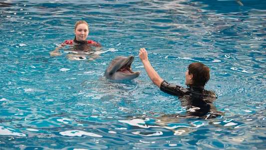 Dolphin Tale 2 - Backdrop