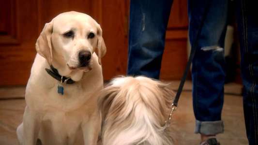 The Dog Who Saved Easter - Backdrop