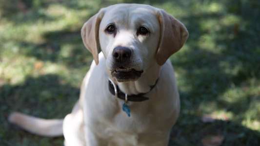 The Dog Who Saved Easter - Backdrop