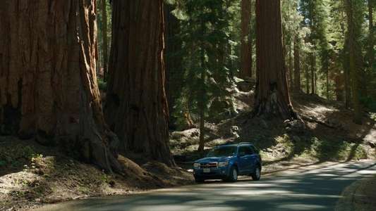 Sequoia - Backdrop