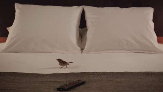 Bird People - Backdrop