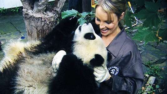 Sneezing Baby Panda - The Movie - Backdrop