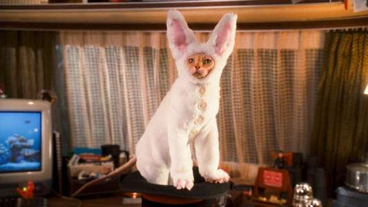 Cats & Dogs: The Revenge of Kitty Galore - Backdrop