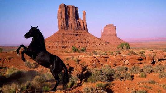 American Mustang - Backdrop