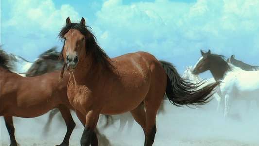 American Mustang - Backdrop