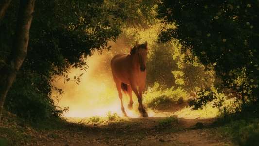 American Mustang - Backdrop