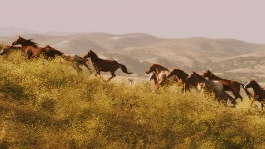 American Mustang - Backdrop