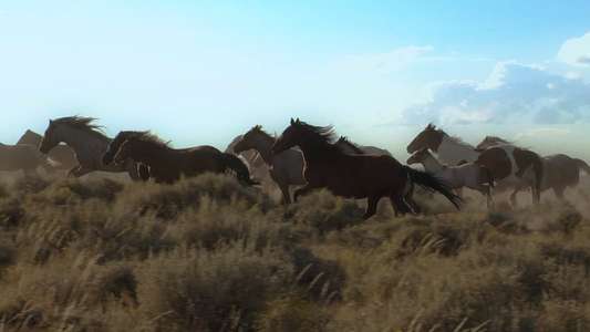 American Mustang - Backdrop