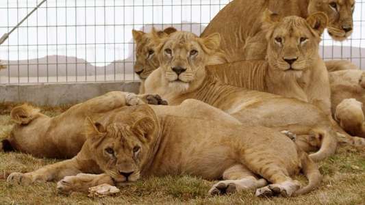 Lion Ark - Backdrop