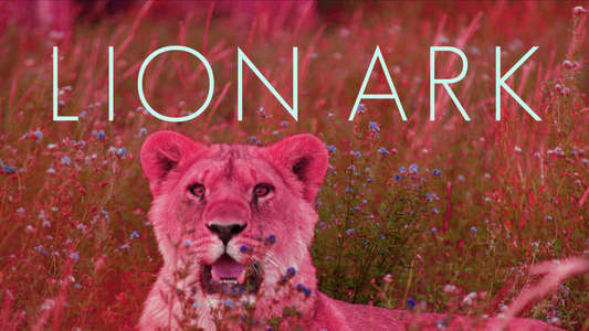 Lion Ark - Backdrop