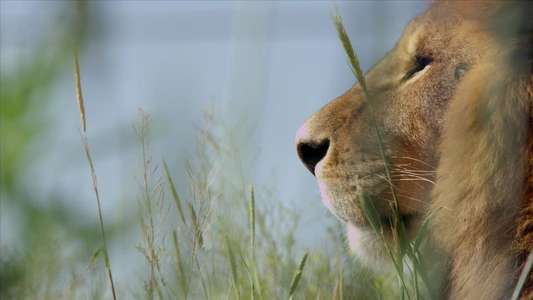 Lion Ark - Backdrop