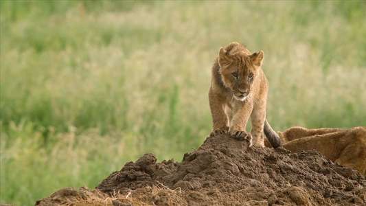 Lion Ark - Backdrop