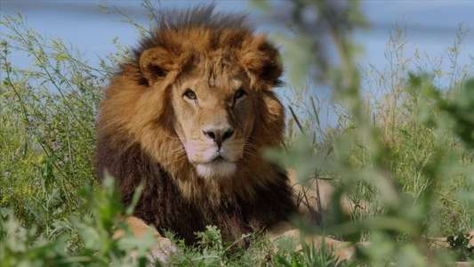 Lion Ark - Backdrop