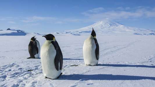 Antarctica: A Year on Ice - Backdrop
