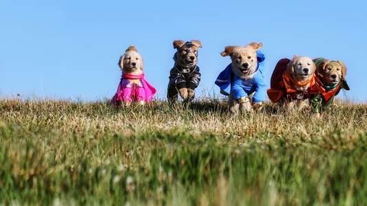 Super Buddies - Backdrops