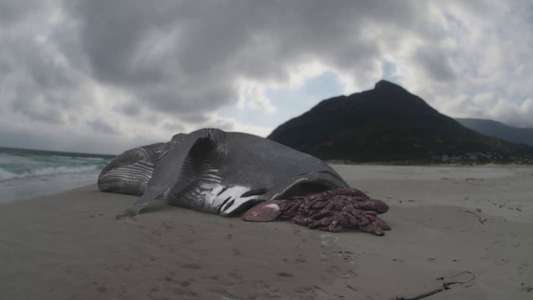 Megalodon: The Monster Shark Lives - Backdrop