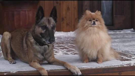 Step Dogs - Backdrop