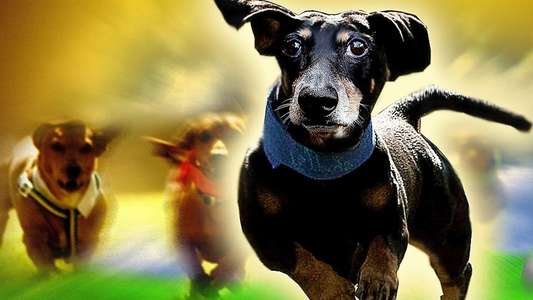 Wiener Dog Nationals - Backdrop