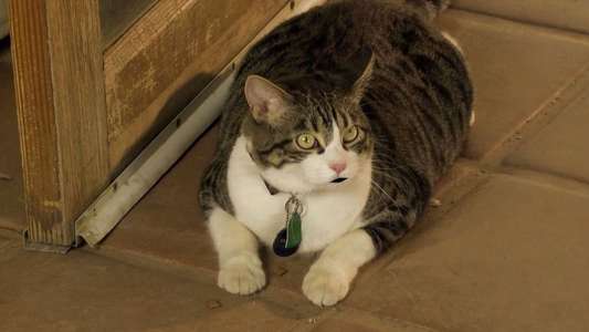 A Talking Cat!?! - Backdrop