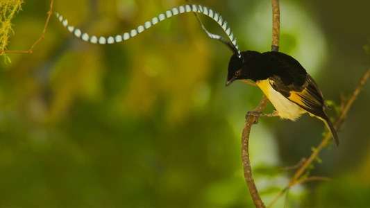 Winged Seduction: Birds of Paradise - Backdrop