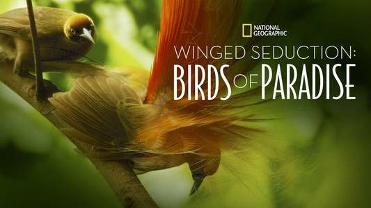 Winged Seduction: Birds of Paradise - Backdrop