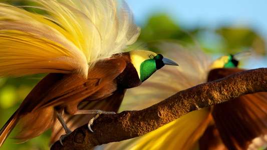 Winged Seduction: Birds of Paradise - Backdrop