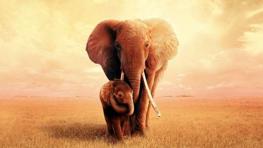The Elephant Queen - Backdrop