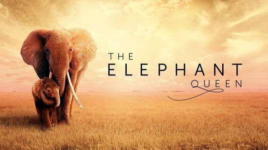 The Elephant Queen - Backdrop