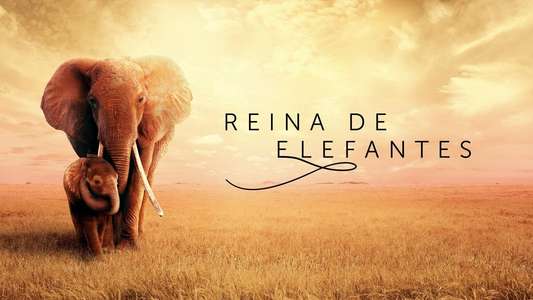 The Elephant Queen - Backdrop