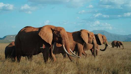 The Elephant Queen - Backdrop