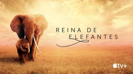 The Elephant Queen - Backdrop