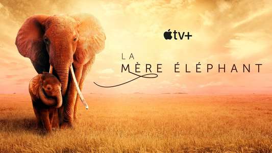 The Elephant Queen - Backdrop