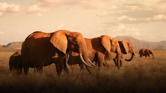 The Elephant Queen - Backdrop