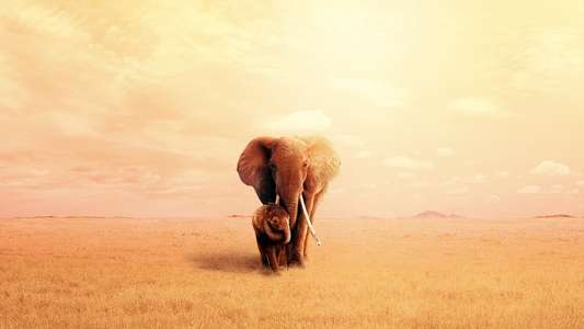 The Elephant Queen - Backdrop