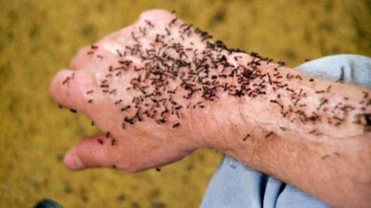 Ants - Backdrop