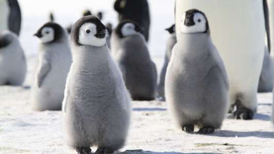 Pengi and Sommi - Backdrop