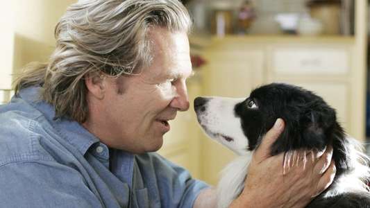 A Dog Year - Backdrops