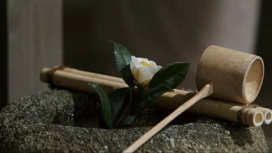 Ask This of Rikyu - Backdrop
