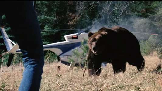 Grizzly - Backdrop